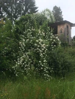 Kriechrose / Feldrose -Deutschland Garten Funk Verkaufs-Shop kriechrose feldrose m000062 576692 0