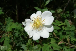 Kriechrose / Feldrose -Deutschland Garten Funk Verkaufs-Shop kriechrose feldrose m000062 849540 0