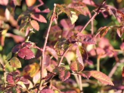 Kriechrose / Feldrose -Deutschland Garten Funk Verkaufs-Shop kriechrose feldrose m000062 w 0