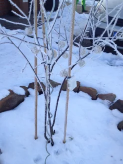 Kupfer-Felsenbirne -Deutschland Garten Funk Verkaufs-Shop kupfer felsenbirne amelanchier felsenbirne m001930 193676 0