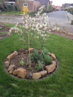 Kupfer-Felsenbirne -Deutschland Garten Funk Verkaufs-Shop kupfer felsenbirne amelanchier felsenbirne m001930 193676 1