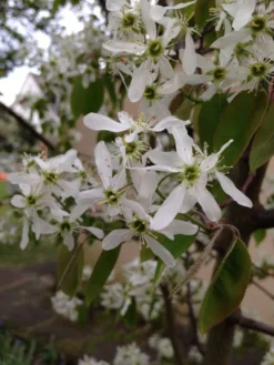 Kupfer-Felsenbirne -Deutschland Garten Funk Verkaufs-Shop kupfer felsenbirne amelanchier felsenbirne m001930 308488 0