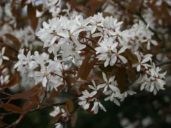 Kupfer-Felsenbirne -Deutschland Garten Funk Verkaufs-Shop kupfer felsenbirne amelanchier felsenbirne m001930 w 1