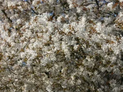 Kupfer-Felsenbirne -Deutschland Garten Funk Verkaufs-Shop kupfer felsenbirne amelanchier felsenbirne m001930 w 2