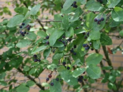 Kupfer-Felsenbirne -Deutschland Garten Funk Verkaufs-Shop kupfer felsenbirne amelanchier felsenbirne m001930 w 3