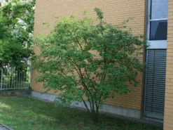 Kupfer-Felsenbirne -Deutschland Garten Funk Verkaufs-Shop kupfer felsenbirne amelanchier felsenbirne m001930 w 4