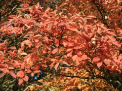 Kupfer-Felsenbirne -Deutschland Garten Funk Verkaufs-Shop kupfer felsenbirne amelanchier felsenbirne m001930 w 6