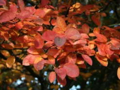 Kupfer-Felsenbirne -Deutschland Garten Funk Verkaufs-Shop kupfer felsenbirne amelanchier felsenbirne m001930 w 7