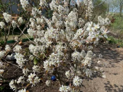 Kupfer-Felsenbirne -Deutschland Garten Funk Verkaufs-Shop kupfer felsenbirne m001930 544790 0