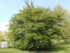 Kupfer-Felsenbirne -Deutschland Garten Funk Verkaufs-Shop kupfer felsenbirne m001930 w 0