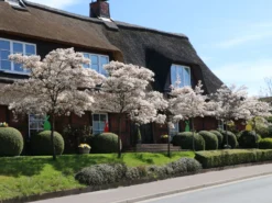 Kupfer-Felsenbirne -Deutschland Garten Funk Verkaufs-Shop kupfer felsenbirne m001930 w 1