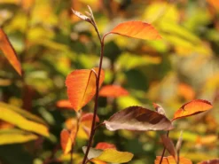 Kupfer-Felsenbirne -Deutschland Garten Funk Verkaufs-Shop kupfer felsenbirne m001930 w 3