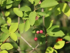 Kupfer-Felsenbirne -Deutschland Garten Funk Verkaufs-Shop kupfer felsenbirne m001930 w 5