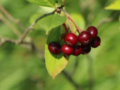 Kupfer-Felsenbirne -Deutschland Garten Funk Verkaufs-Shop kupfer felsenbirne m001930 w 6