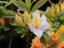 Laubabwerfende Azalee 'Arima'