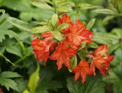 Laubabwerfende Azalee 'Doloroso' 5 Laubabwerfende Azalee 'Doloroso' -Deutschland Garten Funk Verkaufs-Shop laubabwerfende azalee doloroso m004162 939524 0