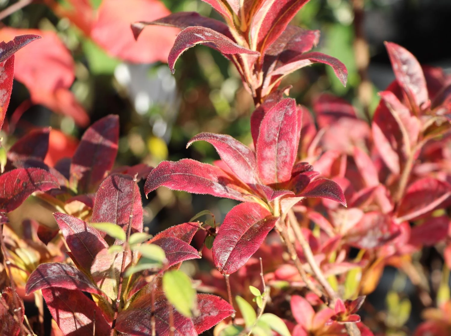 Laubabwerfende Azalee 'Doloroso' 2 Laubabwerfende Azalee 'Doloroso' – Bild 2