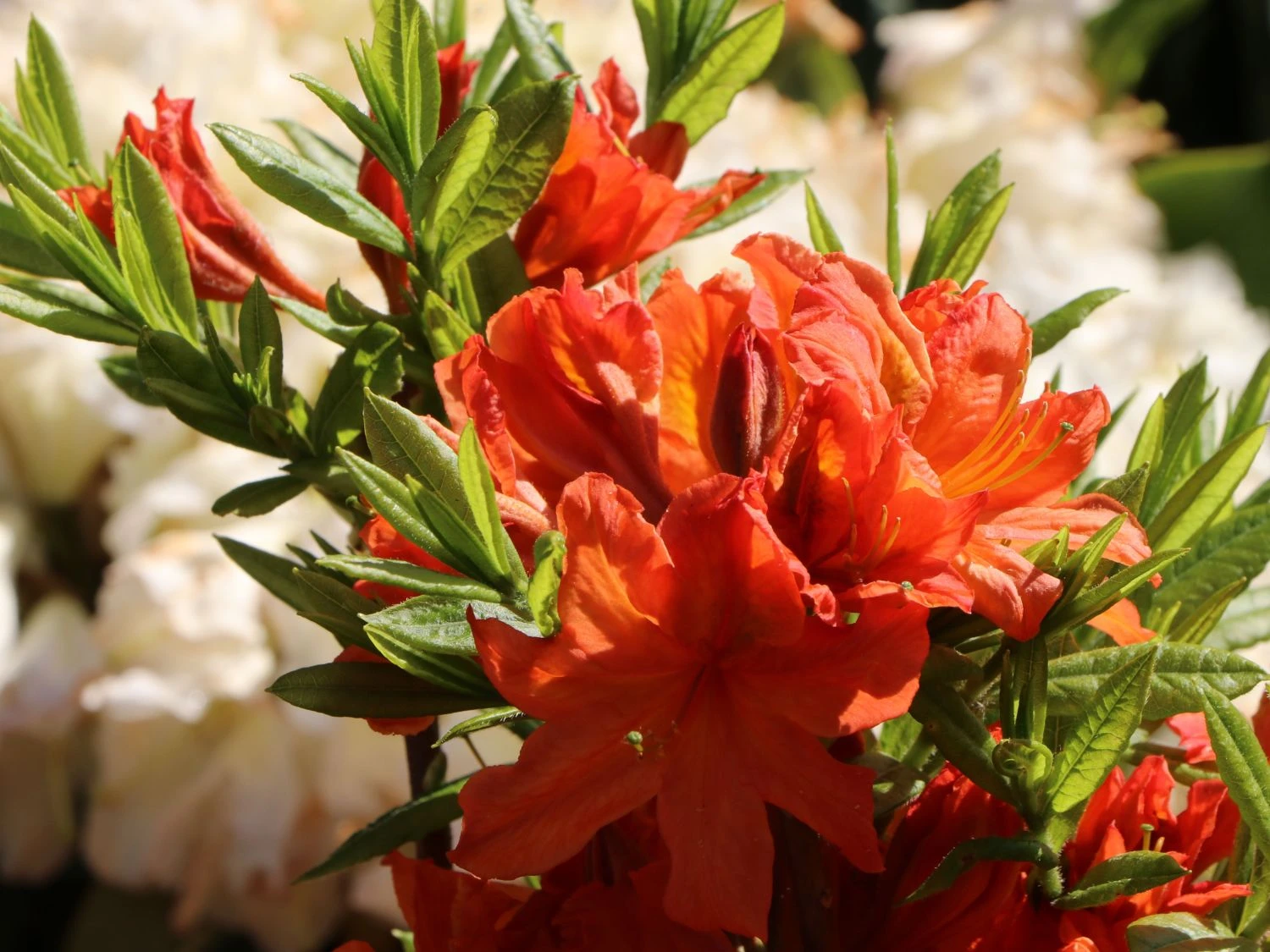 Laubabwerfende Azalee 'Fanal' 4 Laubabwerfende Azalee 'Fanal' – Bild 4