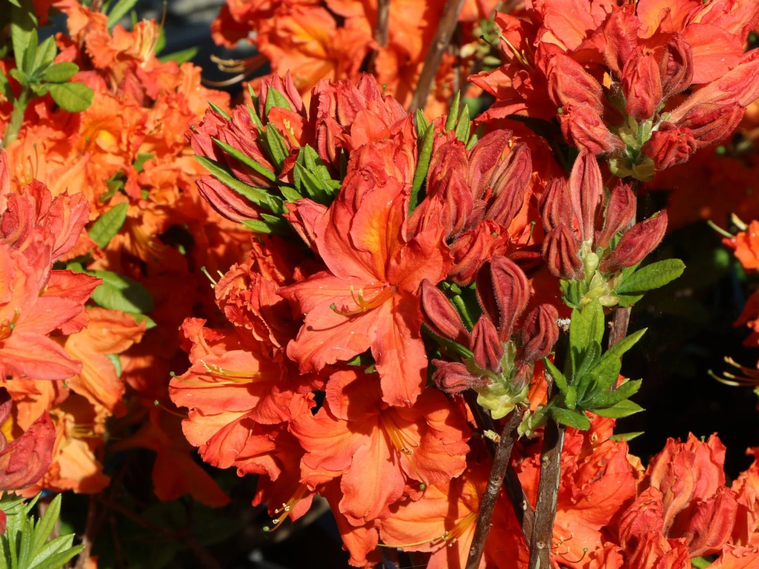 Laubabwerfende Azalee 'Fanal' 2 Laubabwerfende Azalee 'Fanal' – Bild 2