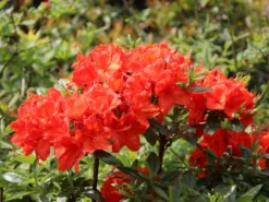 Laubabwerfende Azalee 'Fanal' 7 Laubabwerfende Azalee 'Fanal' -Deutschland Garten Funk Verkaufs-Shop laubabwerfende azalee fanal m003370 w 2