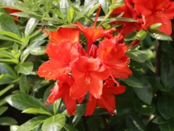 Laubabwerfende Azalee 'Fanal' 9 Laubabwerfende Azalee 'Fanal' -Deutschland Garten Funk Verkaufs-Shop laubabwerfende azalee fanal m003370 w 3