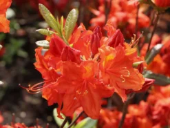 Laubabwerfende Azalee 'Feuerwerk' 9 Laubabwerfende Azalee 'Feuerwerk' -Deutschland Garten Funk Verkaufs-Shop laubabwerfende azalee feuerwerk m003056 w 0