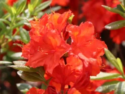 Laubabwerfende Azalee 'Feuerwerk' 11 Laubabwerfende Azalee 'Feuerwerk' -Deutschland Garten Funk Verkaufs-Shop laubabwerfende azalee feuerwerk m003056 w 1