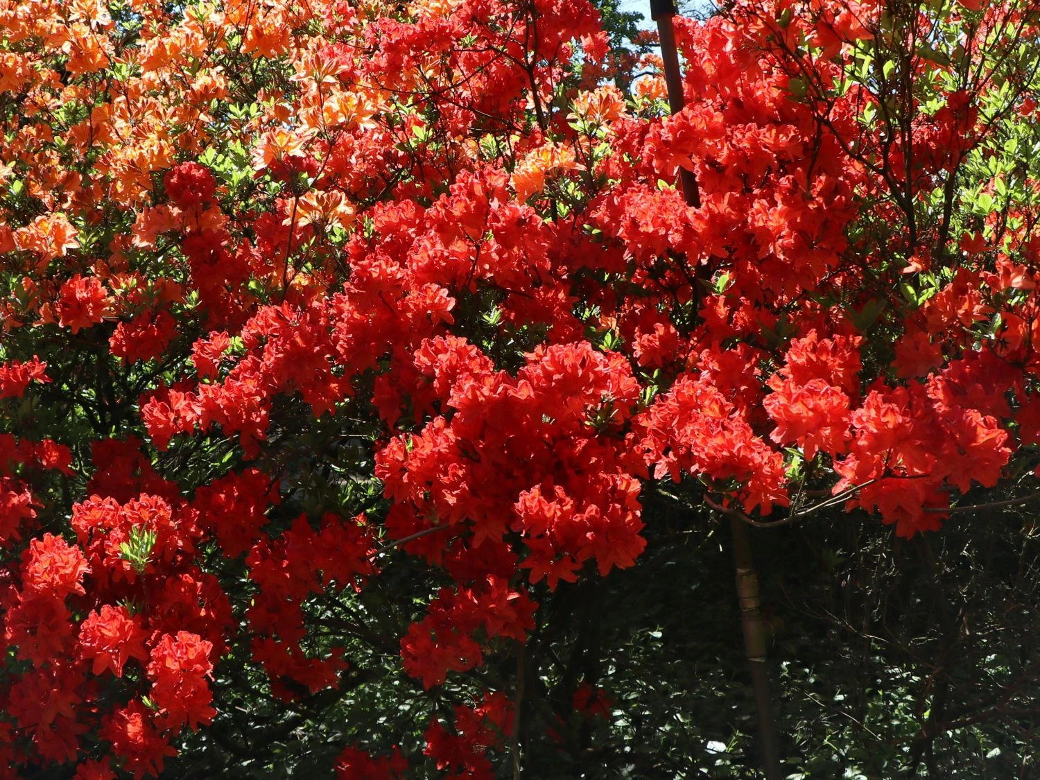 Laubabwerfende Azalee 'Feuerwerk' 2 Laubabwerfende Azalee 'Feuerwerk' – Bild 2