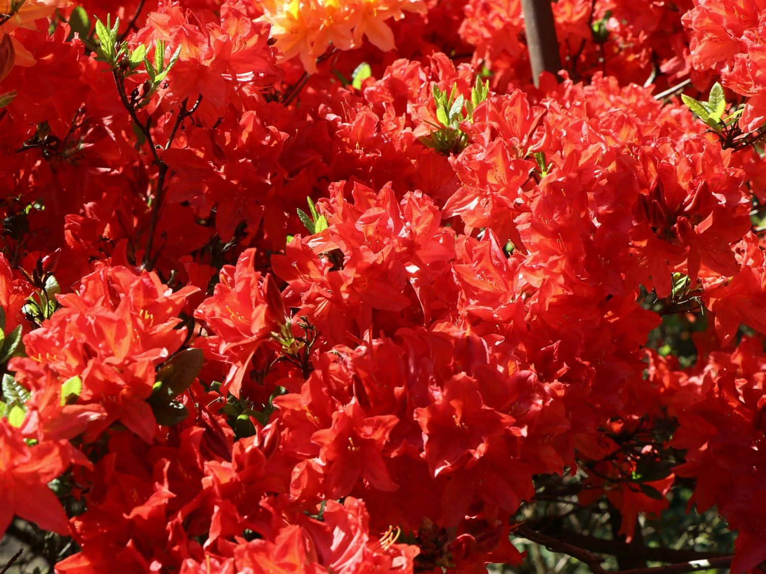 Laubabwerfende Azalee 'Feuerwerk' 6 Laubabwerfende Azalee 'Feuerwerk' – Bild 6