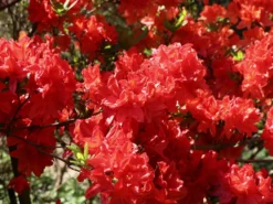 Laubabwerfende Azalee 'Feuerwerk' 10 Laubabwerfende Azalee 'Feuerwerk' -Deutschland Garten Funk Verkaufs-Shop laubabwerfende azalee feuerwerk m003056 w 5