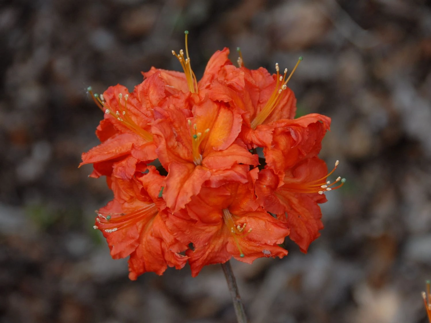 Laubabwerfende Azalee 'Fireball' 2 Laubabwerfende Azalee 'Fireball' – Bild 2