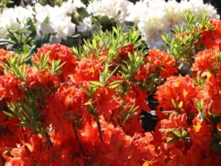 Laubabwerfende Azalee 'Fridtjof Nansen' -Deutschland Garten Funk Verkaufs-Shop laubabwerfende azalee fridtjof nansen m003336 w 0