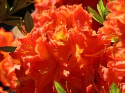 Laubabwerfende Azalee 'Fridtjof Nansen' -Deutschland Garten Funk Verkaufs-Shop laubabwerfende azalee fridtjof nansen m003336 w 1