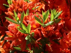 Laubabwerfende Azalee 'Fridtjof Nansen' -Deutschland Garten Funk Verkaufs-Shop laubabwerfende azalee fridtjof nansen m003336 w 2