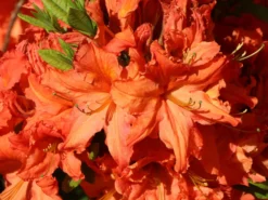 Laubabwerfende Azalee 'Fridtjof Nansen' -Deutschland Garten Funk Verkaufs-Shop laubabwerfende azalee fridtjof nansen m003336 w 3