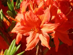 Laubabwerfende Azalee 'Fridtjof Nansen' -Deutschland Garten Funk Verkaufs-Shop laubabwerfende azalee fridtjof nansen m003336 w 4