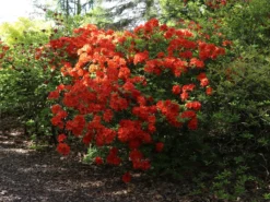 Laubabwerfende Azalee 'Fridtjof Nansen' -Deutschland Garten Funk Verkaufs-Shop laubabwerfende azalee fridtjof nansen m003336 w 5