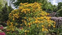 Laubabwerfende Azalee / Gelbe Azalee / Pontische Azalee 17 Laubabwerfende Azalee / Gelbe Azalee / Pontische Azalee -Deutschland Garten Funk Verkaufs-Shop laubabwerfende azalee gelbe azalee pontische azalee m007703 193676 0