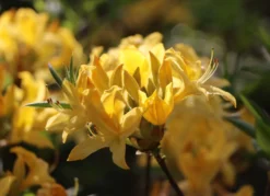 Laubabwerfende Azalee / Gelbe Azalee / Pontische Azalee 12 Laubabwerfende Azalee / Gelbe Azalee / Pontische Azalee -Deutschland Garten Funk Verkaufs-Shop laubabwerfende azalee gelbe azalee pontische azalee m007703 w 0