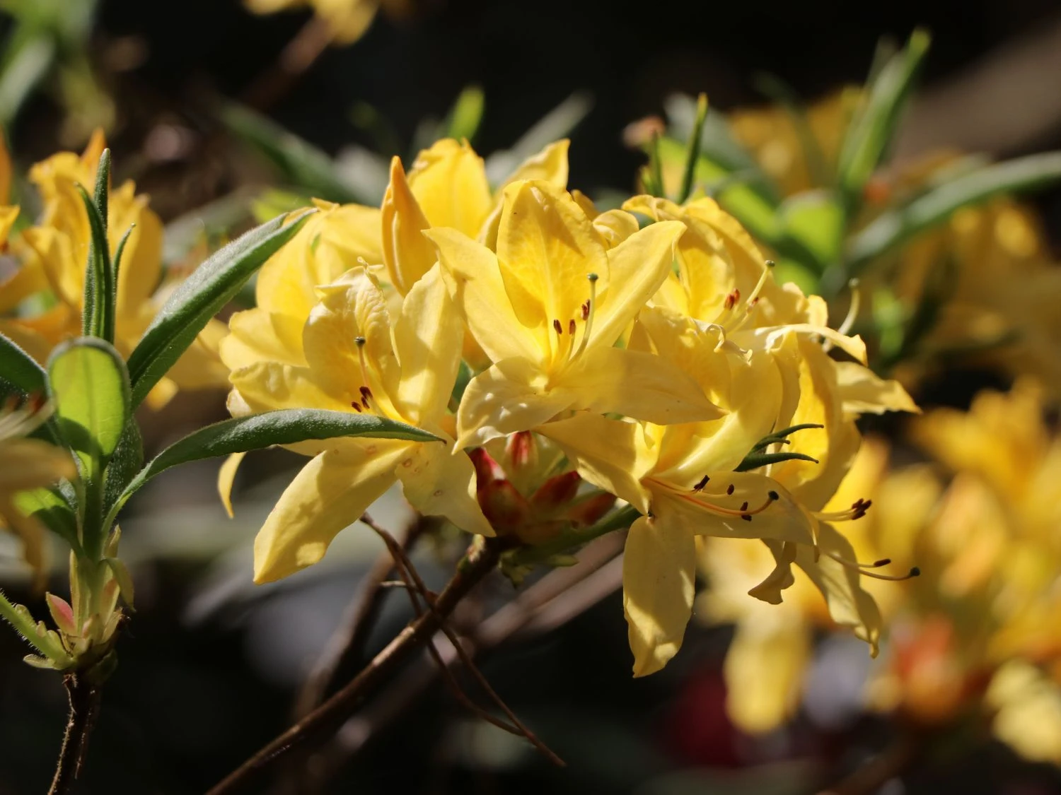 Laubabwerfende Azalee / Gelbe Azalee / Pontische Azalee 7 Laubabwerfende Azalee / Gelbe Azalee / Pontische Azalee – Bild 7