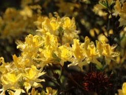 Laubabwerfende Azalee / Gelbe Azalee / Pontische Azalee 14 Laubabwerfende Azalee / Gelbe Azalee / Pontische Azalee -Deutschland Garten Funk Verkaufs-Shop laubabwerfende azalee gelbe azalee pontische azalee m007703 w 2