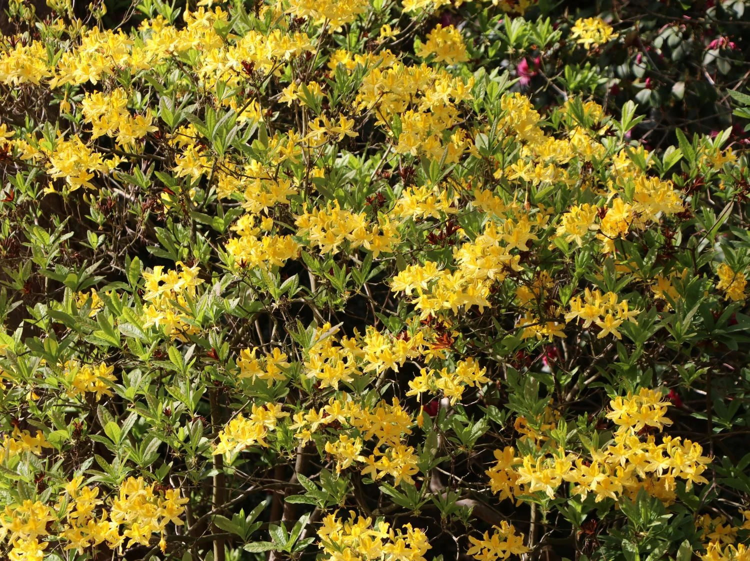 Laubabwerfende Azalee / Gelbe Azalee / Pontische Azalee 2 Laubabwerfende Azalee / Gelbe Azalee / Pontische Azalee – Bild 2