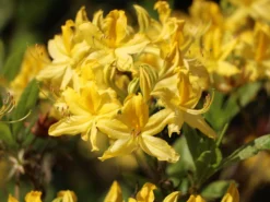 Laubabwerfende Azalee / Gelbe Azalee / Pontische Azalee 16 Laubabwerfende Azalee / Gelbe Azalee / Pontische Azalee -Deutschland Garten Funk Verkaufs-Shop laubabwerfende azalee gelbe azalee pontische azalee m007703 w 4