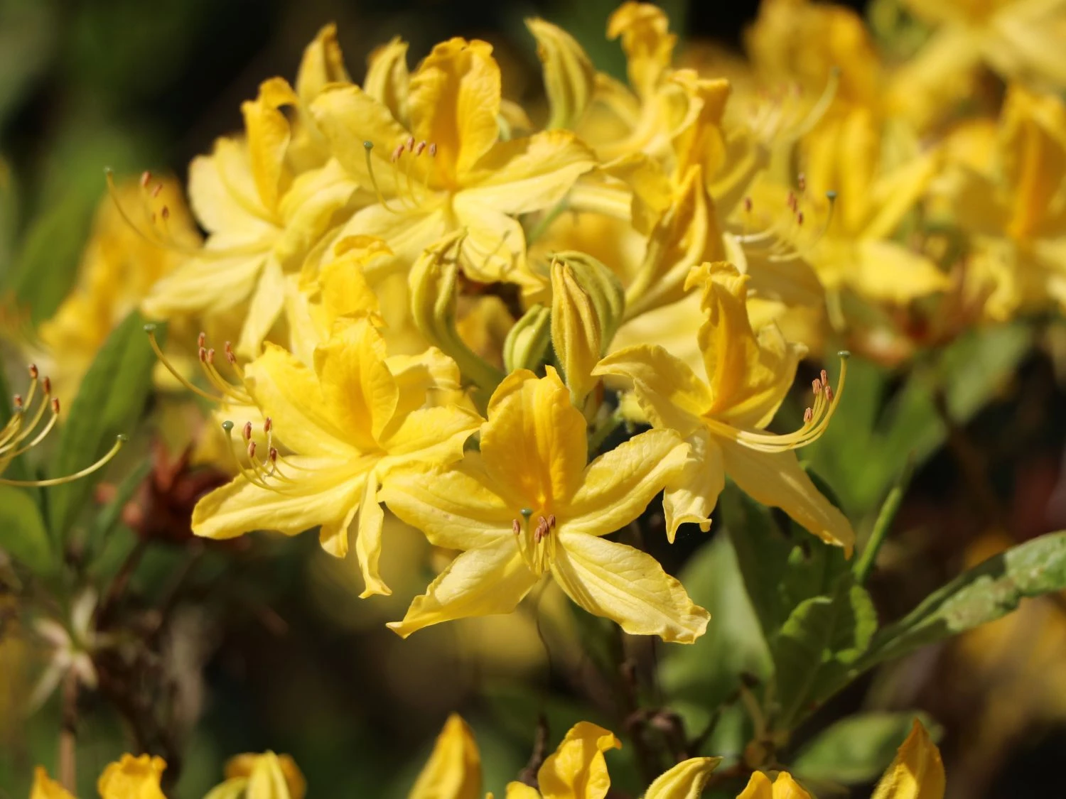 Laubabwerfende Azalee / Gelbe Azalee / Pontische Azalee 8 Laubabwerfende Azalee / Gelbe Azalee / Pontische Azalee – Bild 8