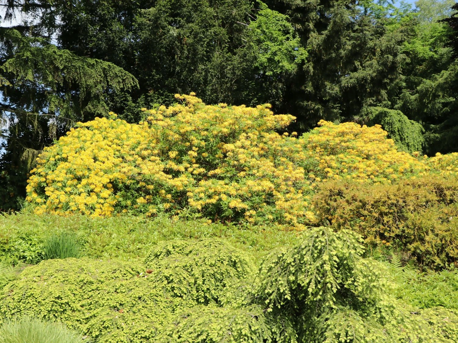 Laubabwerfende Azalee / Gelbe Azalee / Pontische Azalee 5 Laubabwerfende Azalee / Gelbe Azalee / Pontische Azalee – Bild 5