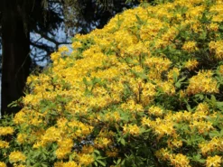 Laubabwerfende Azalee / Gelbe Azalee / Pontische Azalee 11 Laubabwerfende Azalee / Gelbe Azalee / Pontische Azalee -Deutschland Garten Funk Verkaufs-Shop laubabwerfende azalee gelbe azalee pontische azalee m007703 w 7