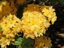 Laubabwerfende Azalee / Gelbe Azalee 'Yellow Pom Pom' 12 Laubabwerfende Azalee / Gelbe Azalee 'Yellow Pom Pom' -Deutschland Garten Funk Verkaufs-Shop laubabwerfende azalee gelbe azalee yellow pom pom m096845 w 3