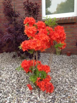 Laubabwerfende Azalee 'Gibraltar' 13 Laubabwerfende Azalee 'Gibraltar' -Deutschland Garten Funk Verkaufs-Shop laubabwerfende azalee gibraltar m002400 342013 0