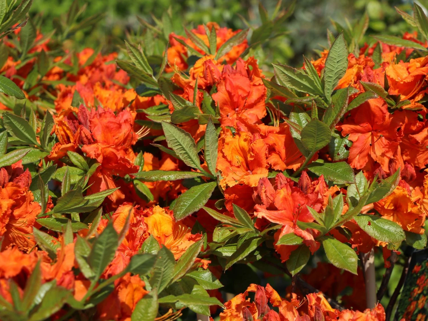 Laubabwerfende Azalee 'Gibraltar' 2 Laubabwerfende Azalee 'Gibraltar' – Bild 2