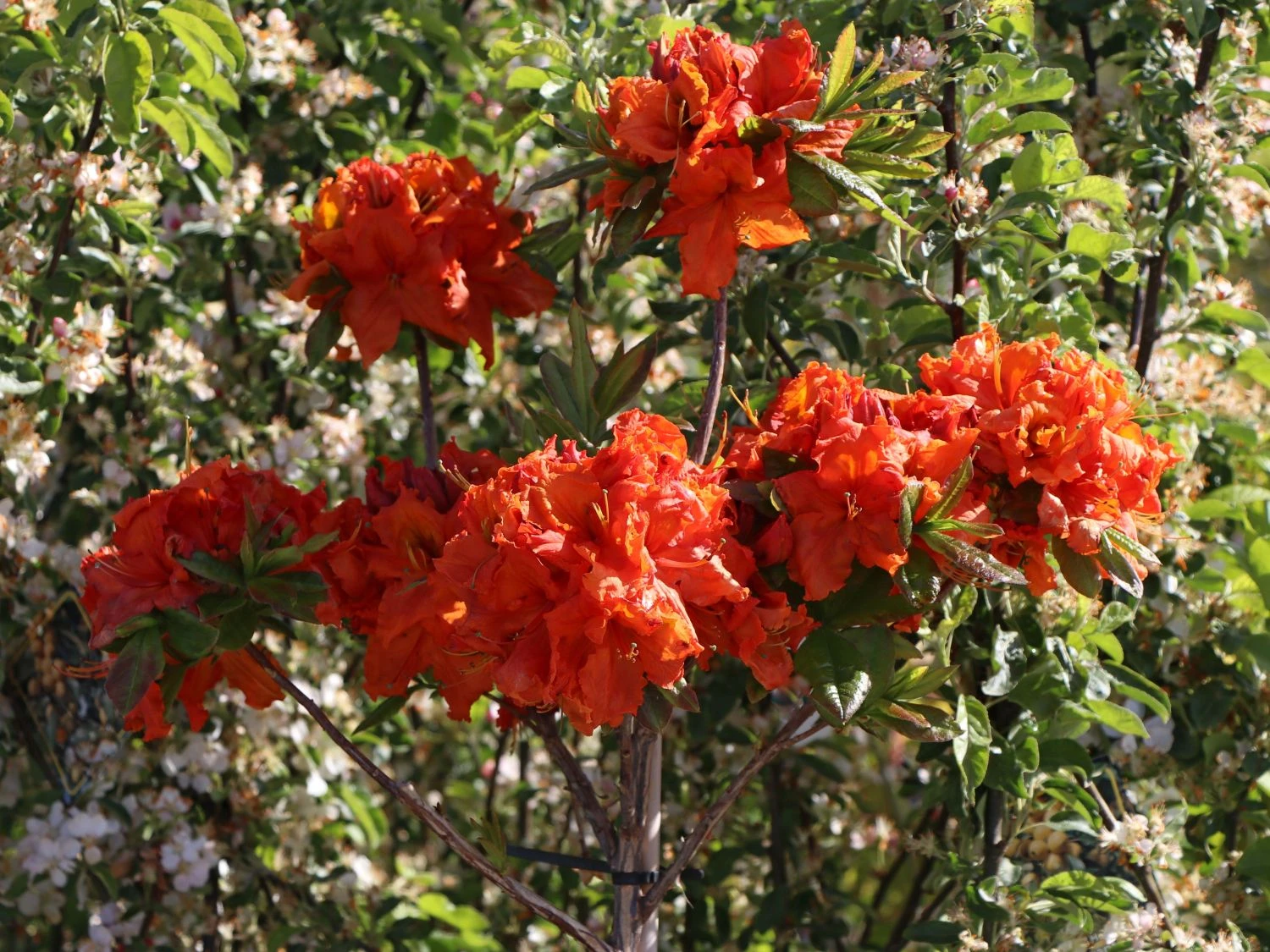 Laubabwerfende Azalee 'Gibraltar' 4 Laubabwerfende Azalee 'Gibraltar' – Bild 4